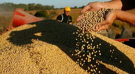 Ley de semillas Argentina: ¿Una iniciativa que beneficia a Monsanto-Bayer?