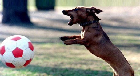 VIDEO: Un perro salchicha atajó un penal durante un partido de fútbol en Brasil