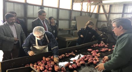 Cooperativa de Padre Las Casas comercializa 17 toneladas de hortalizas
