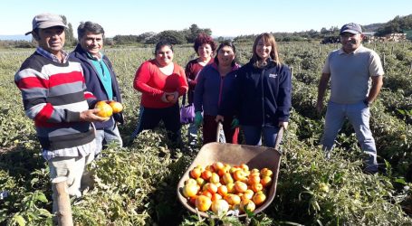 Productores de tomates de Malleco cierran exitosa temporada de ventas