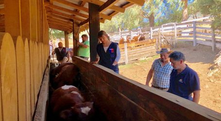 Indap Araucanía inicia estrategia para mejorar la leche y carne bovina de pequeños ganaderos