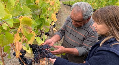 Pequeños viñateros de INDAP realizan vendimia