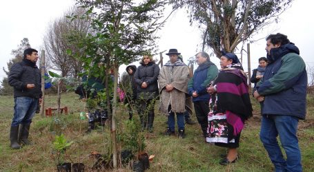 Conaf entrego árboles nativos para proteger menocos y recuperar lawén a machis de Padre Las Casas