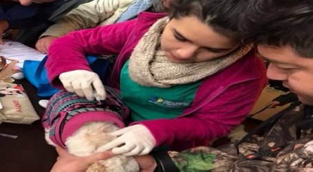 Victoria: Municipalidad inicia proceso de inscripción para  esterilización de mascotas