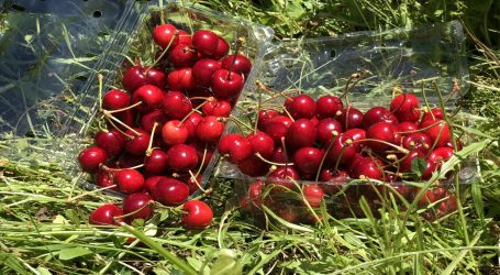 Indap entrega apoyo productivo a pequeños agricultores afectados por violencia rural