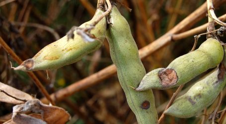 Más de $165 millones en indemnizaciones han recibido pequeños agricultores de La Araucanía