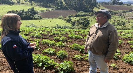 Más de $1.300 millones destinó el Plan Impulso Araucanía para créditos de pequeños agricultores de INDAP