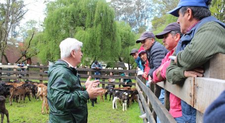 Pequeños agricultores de Lautaro reciben terneros machos gracias a convenio pionero en la región