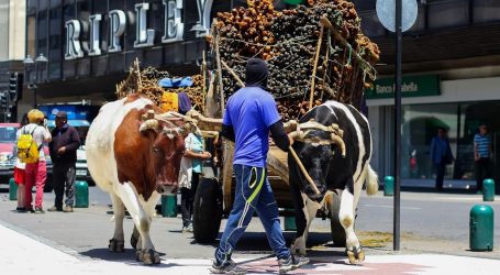 Más de 80 fardos de trébol fueron entregados a los cochayuyeros que están en Temuco