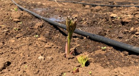 Indap abrió concurso de riego por $1.600 millones agricultores de La Araucanía