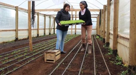 Indap adelantó entrega de  recursos a más de 33 mil pequeños agricultores