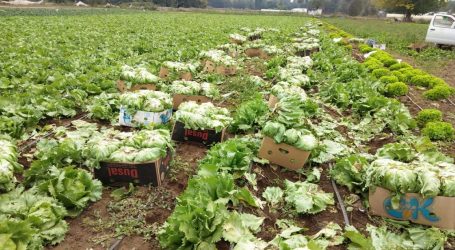 Nutrición: Crean suplemento vitamínico de hortalizas cultivadas en La Araucanía