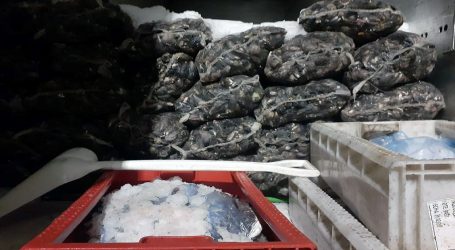 Sernapesca y Carabineros incautaron casi 9 toneladas de pesca ilegal en La Araucanía