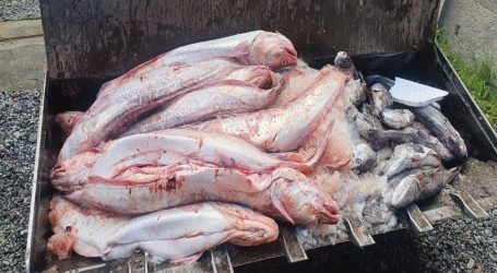 Sernapesca y Carabineros detectan transporte ilegal de casi 6 toneladas de pescado en ruta 5 sur en la Araucanía