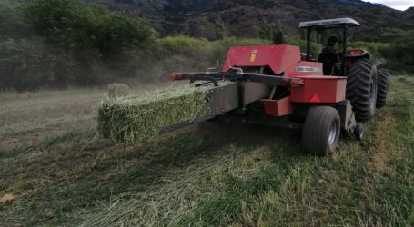 INDAP entrega $360 millones a agricultores de La Araucanía para reforzar la alimentación ganadera a través de praderas suplementarias