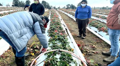 Productores de Berries se capacitaron en manejo invernal de huertos