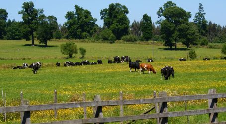 Sag llama a realizar Declaración de Existencia Animal