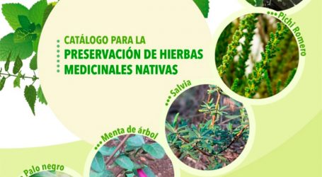 Proyecto Ufro trabajó en la recuperación de plantas medicinales en peligro de conservación