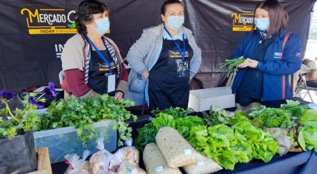 Indap inauguró tres mercado campesinos para apoyar comercialización de pequeños agricultores