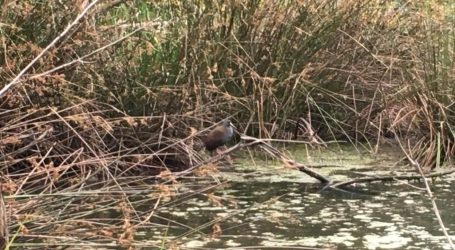 Municipio interpone denuncia en contra responsables de contaminación de Río Cautín en Labranza