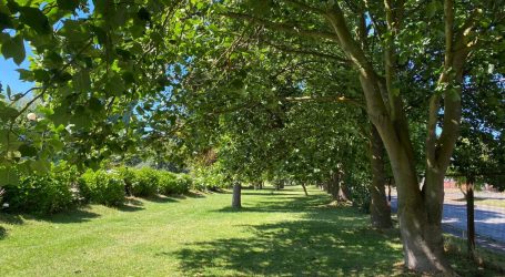 Municipio de Temuco crea nueva sección de Parques y Arbolado Urbano