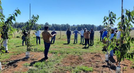 Con GTT en cerezos, Araucanía Frutícola avanza en la iniciativa del Gobierno Regional de diversificar la agricultura regional