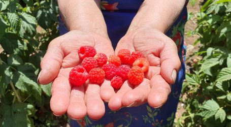 CNR invita a agricultores a presentar proyectos a concurso para la pequeña agricultura y Pueblos Originarios