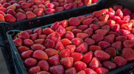 SAG autoriza primera partida de plantas de frutillas tratadas y libres de nematodo