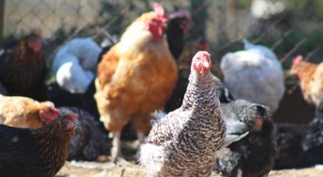 Levantan cuarentena por Influenza Aviar al plantel de aves más grande de La Araucanía
