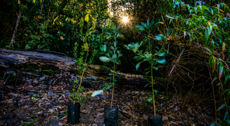 Con plantación simbólica de un temu en el cerro Ñielol, Temuco inicia plan de recuperación con 2.170 árboles nativos