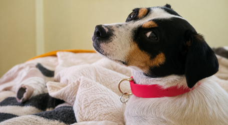 SAG exigirá identificación individual de perros y gatos para su ingreso a Chile