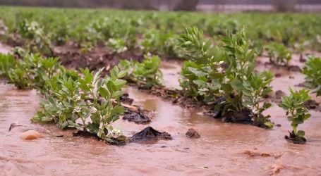 Del norte al sur: eventos climáticos extremos reabren el debate sobre la resiliencia de la agricultura chilena