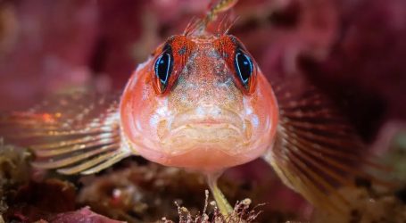 Tu mejor fotografía aún puede ser parte del concurso fotográfico Ojo de Pez 2026
