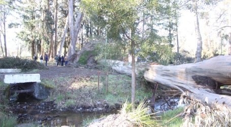 Con especies nativas reforestan árboles caídos tras los vientos en parque de La Araucanía