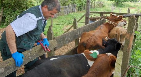 706 personas capacitadas: el convenio FOSIS, INIA y SAG que fortalece la seguridad alimentaria en La Araucanía