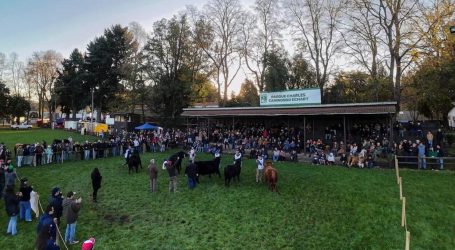 Primera Expo Nacional Angus marca un hito para la ganadería chilena y reúne a criadores de todo el país en La Araucanía