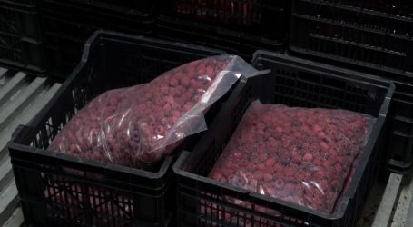 Productor de Loncoche multiplica su negocio de frambuesas y llega al retail gracias al financiamiento del Gobierno Regional y apoyo de Corfo